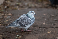 Columba livia domestica