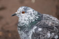 Columba livia domestica