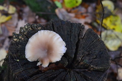 Hohenbuehelia angustata