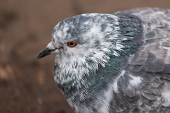 Columba livia domestica