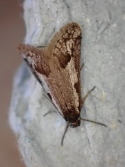 Exapate congelatella