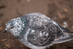 Columba livia domestica