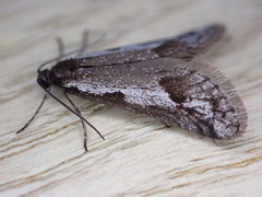 Exapate congelatella