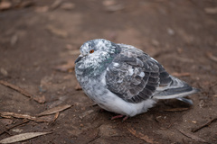 Columba livia domestica