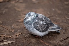 Columba livia domestica