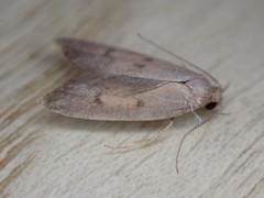 Tachystola acroxantha