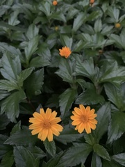 Sphagneticola trilobata