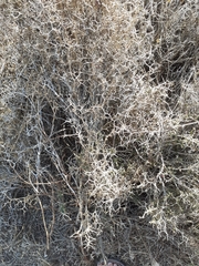 Sarcopoterium spinosum