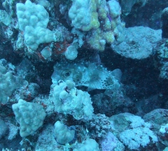 Cyclichthys spilostylus
