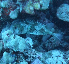 Cyclichthys spilostylus