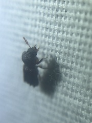 Xylobiops texanus