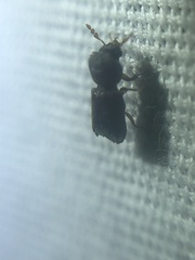 Xylobiops texanus