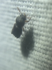 Xylobiops texanus