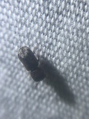 Xylobiops texanus