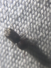 Xylobiops texanus