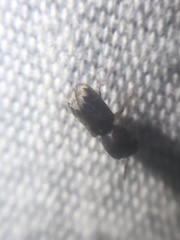 Xylobiops texanus