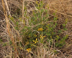 Fabaceae