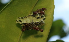 Ropalidia cyathiformis