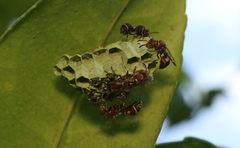 Ropalidia cyathiformis