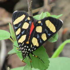 Heraclia africana