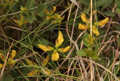 Fabaceae