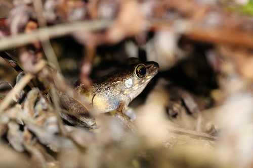 Brown Marsh Frog