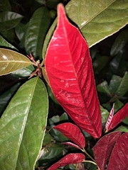 Excoecaria cochinchinensis