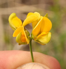 Fabaceae