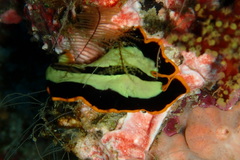 Pseudoceros dimidiatus