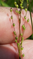 Dichanthelium aciculare