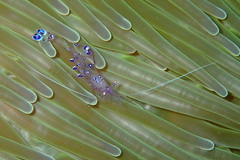 Ancylomenes sarasvati