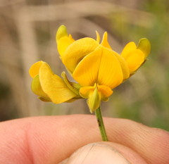 Fabaceae