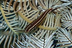 Lepadichthys lineatus