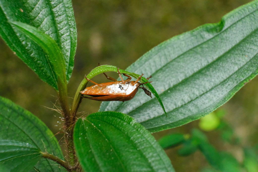 Lychee Stink Bug from Tuen Mun, Hong Kong on April 29, 2018 at 09:16 AM ...