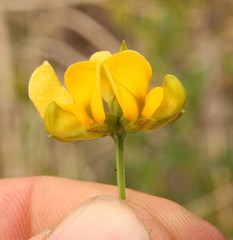 Fabaceae