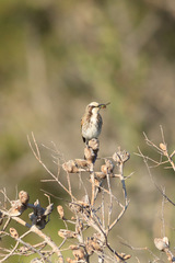 Gliciphila melanops melanops