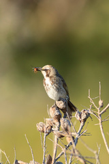 Gliciphila melanops melanops