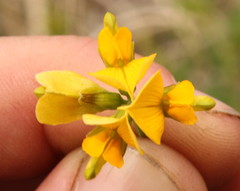 Fabaceae