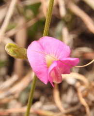 Fabaceae