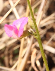 Fabaceae