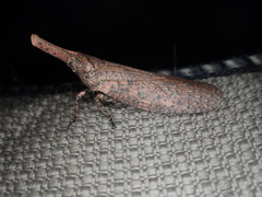 Fulgorinae