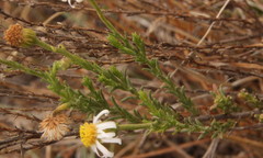 Asteraceae