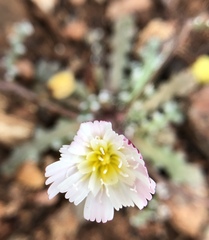 Malacothrix floccifera