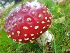 Amanita muscaria