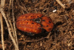 Porphyronota