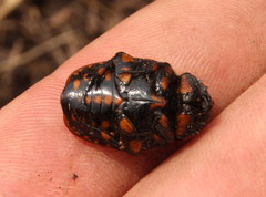 Porphyronota