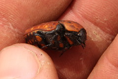 Porphyronota