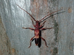 Coptocercus aberrans