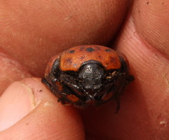 Porphyronota
