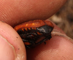 Porphyronota